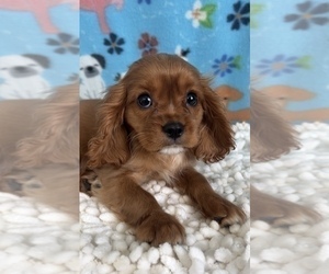 Cavalier King Charles Spaniel Puppy for sale in MARTINSVILLE, IN, USA