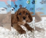 Small Photo #1 Cavalier King Charles Spaniel Puppy For Sale in MARTINSVILLE, IN, USA