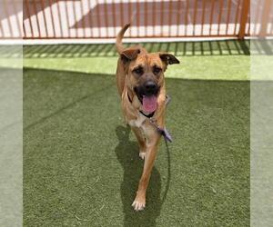 German Shepherd Dog-Unknown Mix Dogs for adoption in Las Vegas, NV, USA