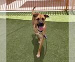 Small German Shepherd Dog Mix