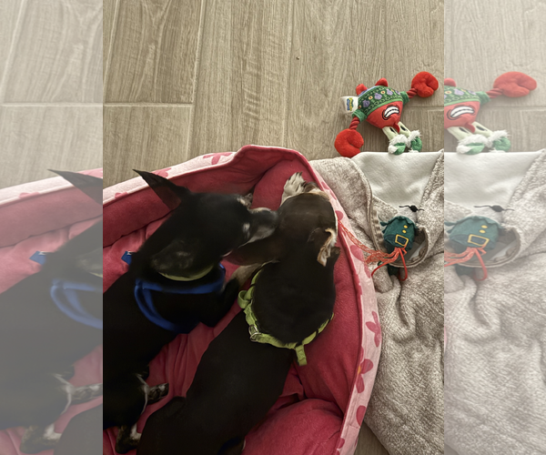 Medium Photo #4 Chipin Puppy For Sale in Chandler, AZ, USA