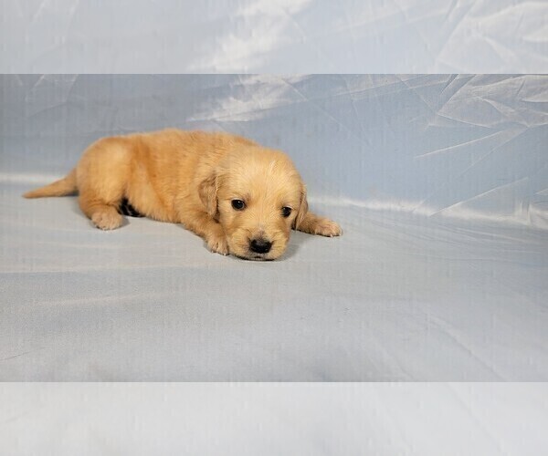 Medium Photo #5 Golden Retriever Puppy For Sale in FALCON, CO, USA