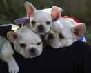 Small Photo #8 French Bulldog Puppy For Sale in GARNER, NC, USA