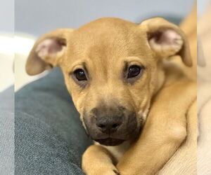Labrador Retriever-Unknown Mix Dogs for adoption in Jefferson, NJ, USA