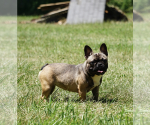 Mother of the French Bulldog puppies born on 12/22/2022