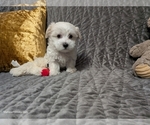Small Photo #14 Maltese Puppy For Sale in OCALA, FL, USA