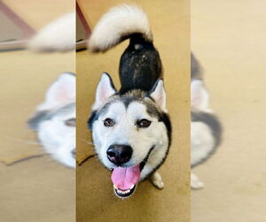 Siberian Husky Dogs for adoption in Derwood, MD, USA