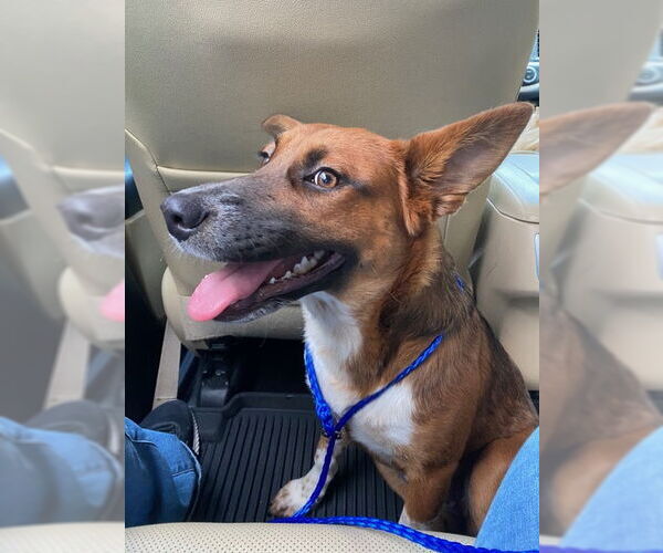 Medium Photo #3 Collie-German Shepherd Dog Mix Puppy For Sale in Miami, FL, USA