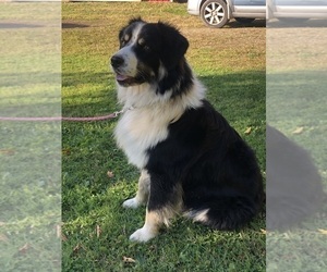 Father of the Australian Shepherd puppies born on 05/20/2025