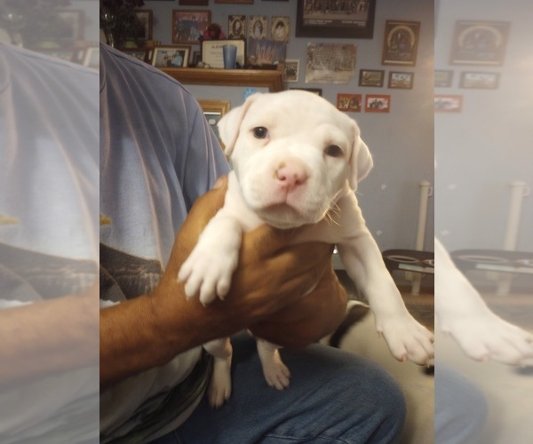 Medium Photo #3 American Bully Puppy For Sale in FRIDLEY, MN, USA