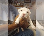 Small #2 American Bully