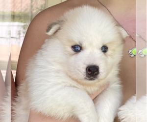 Pomsky Puppy for sale in WINDERMERE, FL, USA