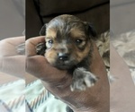 Puppy Puppy 4 YorkiePoo