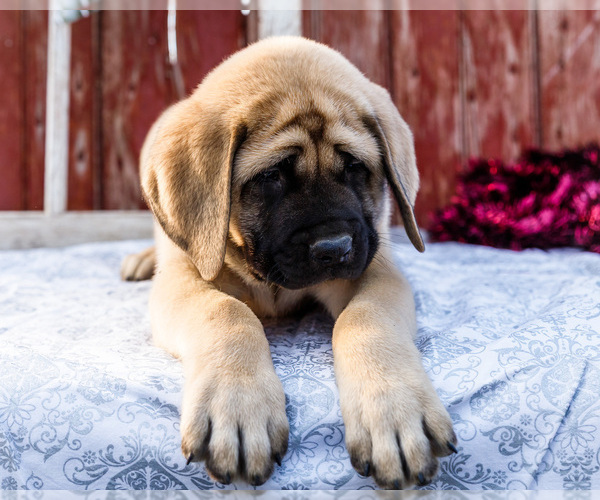 Medium Photo #21 Mastiff Puppy For Sale in WAKARUSA, IN, USA