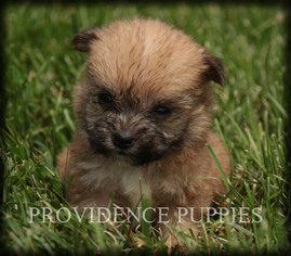 Havashire Puppy for sale in WAYLAND, IA, USA