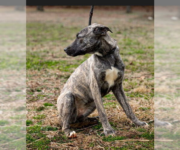 Medium Photo #2 Shepradors Puppy For Sale in Sparta, TN, USA