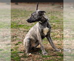 Small #1 Shepradors