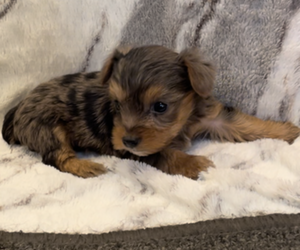 Yorkshire Terrier Puppy for Sale in MOUNT CARMEL, Pennsylvania USA