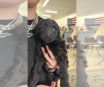 Puppy Puppy 4gray Goldendoodle