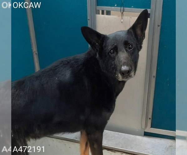 Medium Photo #1 German Shepherd Dog Puppy For Sale in Oklahoma City, OK, USA