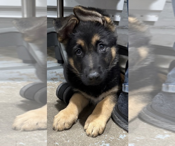 Medium Photo #1 German Shepherd Dog Puppy For Sale in BRIGHTON, CO, USA