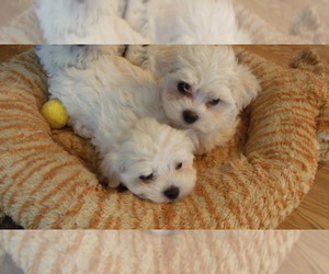 Maltese Puppy for sale in FRANKLIN, WI, USA