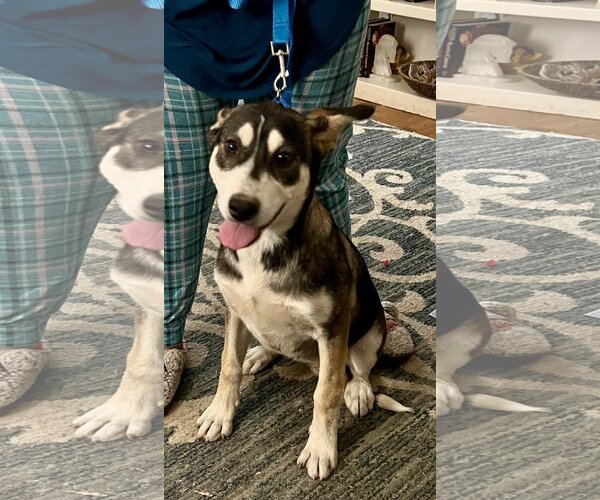 Medium Photo #3 Mutt Puppy For Sale in Colton, CA, USA