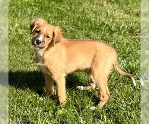Australian Shepherd-Unknown Mix Dogs for adoption in Genesee, WI, USA