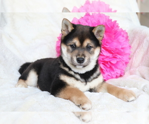 Shiba Inu Puppy for sale in SHILOH, OH, USA