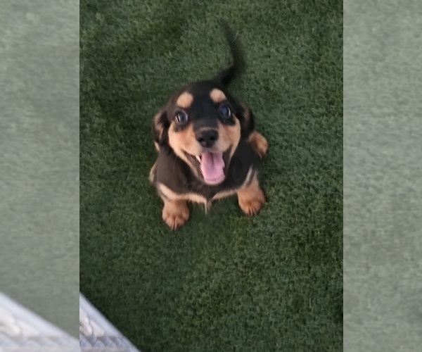 Medium Photo #16 Cavalier King Charles Spaniel-Miniature Australian Shepherd Mix Puppy For Sale in POMONA, CA, USA