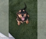 Puppy 5 Cavalier King Charles Spaniel-Miniature Australian Shepherd Mix