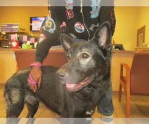 German Shepherd Dog Dogs for adoption in Ocala, FL, USA