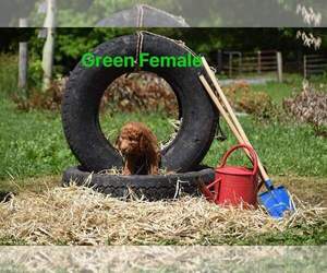 Poodle (Standard) Dogs for adoption in EIDSON, TN, USA