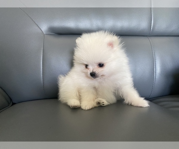 Medium Photo #3 Pomeranian Puppy For Sale in SANTA CLARA, CA, USA