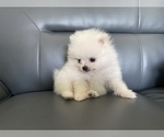 Small Photo #3 Pomeranian Puppy For Sale in SANTA CLARA, CA, USA