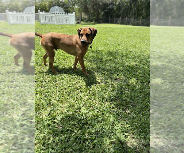Medium Photo #2 Catahoula Leopard Dog-Unknown Mix Puppy For Sale in West Palm Beach, FL, USA