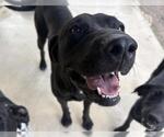 Small Pointer Mix