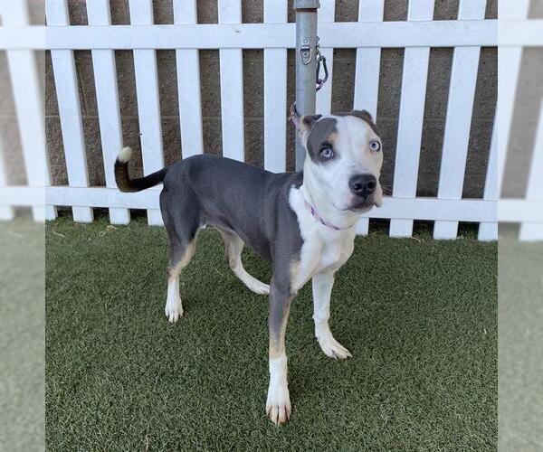 Medium Photo #1 Staffordshire Bull Terrier-Unknown Mix Puppy For Sale in Modesto, CA, USA