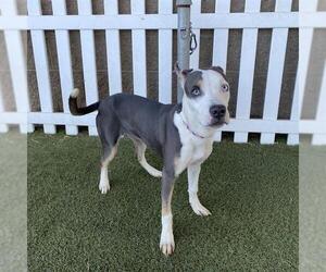 Staffordshire Bull Terrier-Unknown Mix Dogs for adoption in Modesto, CA, USA
