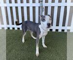 A615507 - Female Staffordshire Bull Terrier-Unknown Mix Dog for Adoption - Small photo