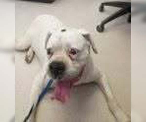 Medium Photo #4 Boxer Puppy For Sale in Austin, TX, USA