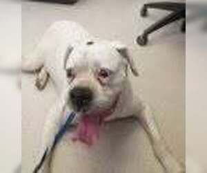 Adnan - Male Boxer Dog for Adoption - Photo #4