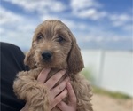 Puppy Peony Goldendoodle