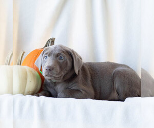 Labrador Retriever Puppy for sale in GREENCASTLE, PA, USA