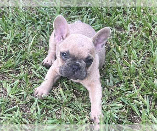 Medium Photo #5 French Bulldog Puppy For Sale in SEBRING, FL, USA