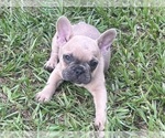 Small Photo #5 French Bulldog Puppy For Sale in SEBRING, FL, USA