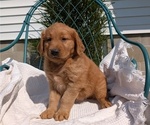 Small #4 Golden Retriever