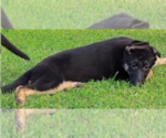 Small #6 German Shepherd Dog
