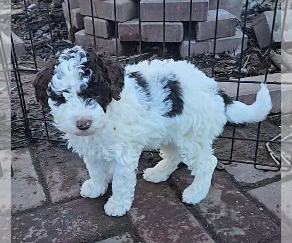 Medium Photo #4 Poodle (Miniature) Puppy For Sale in WHITEWATER, WI, USA