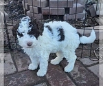 Small Photo #4 Poodle (Miniature) Puppy For Sale in WHITEWATER, WI, USA